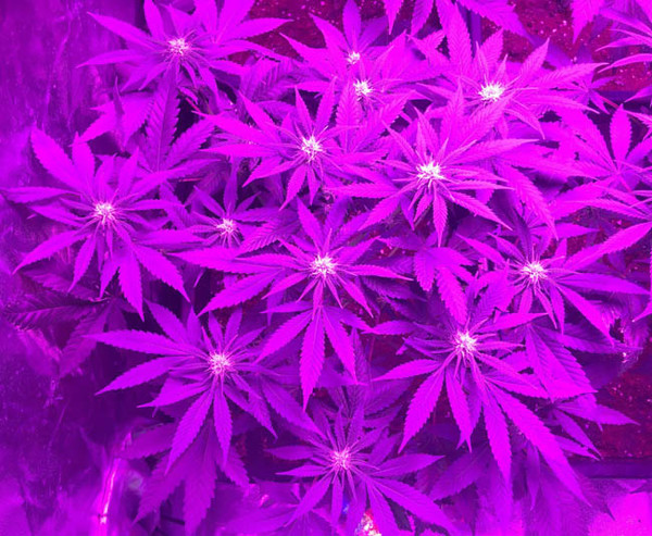 Lemon Power Haze (Zamnesia Seeds) feminizowane