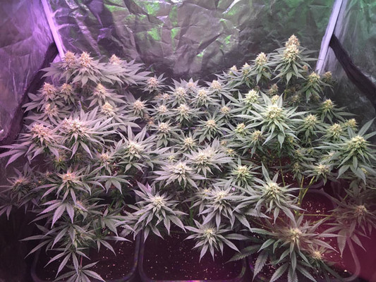 Lemon Power Haze (Zamnesia Seeds) feminizowane