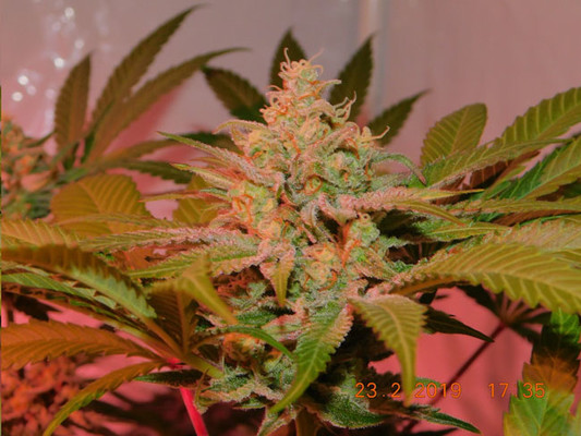 Lemon Power Haze (Zamnesia Seeds) feminizowane