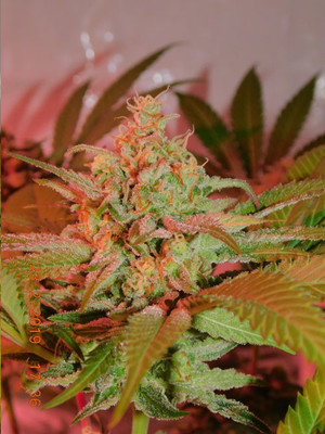 Lemon Power Haze (Zamnesia Seeds) feminizowane
