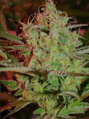 Lemon Power Haze (Zamnesia Seeds) feminizowane