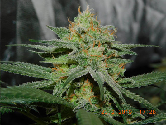 Lemon Power Haze (Zamnesia Seeds) feminizowane
