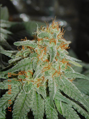 Lemon Power Haze (Zamnesia Seeds) feminizowane