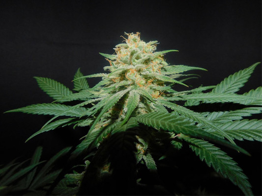 Lemon Power Haze (Zamnesia Seeds) feminizowane