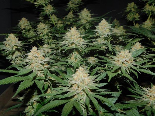 Lemon Power Haze (Zamnesia Seeds) feminizowane
