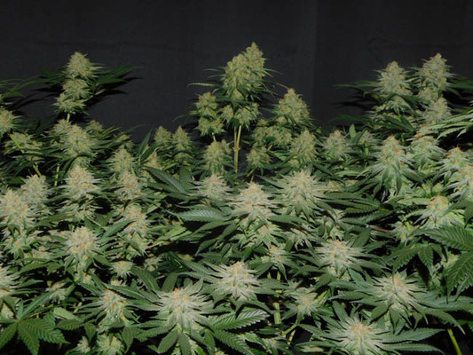 Lemon Power Haze (Zamnesia Seeds) feminizowane