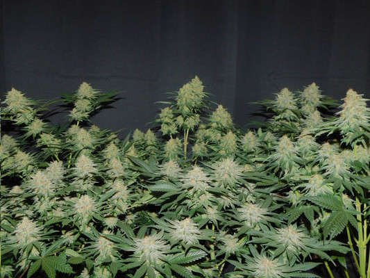 Lemon Power Haze (Zamnesia Seeds) feminizowane