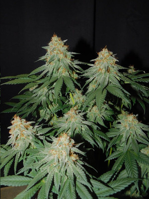 Lemon Power Haze (Zamnesia Seeds) feminizowane