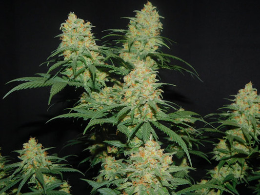 Lemon Power Haze (Zamnesia Seeds) feminizowane