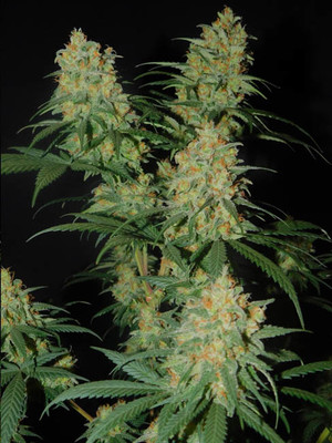 Lemon Power Haze (Zamnesia Seeds) feminizowane