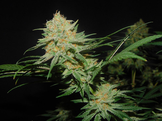 Lemon Power Haze (Zamnesia Seeds) feminizowane