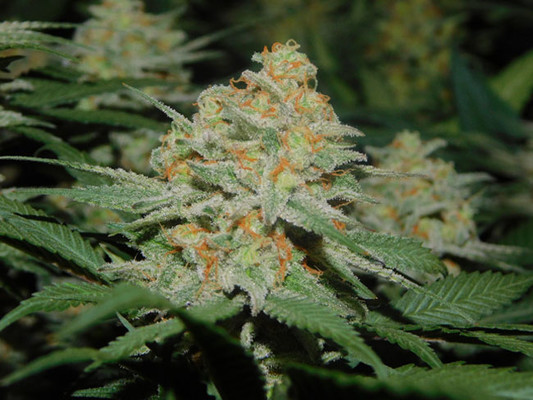 Lemon Power Haze (Zamnesia Seeds) feminizowane