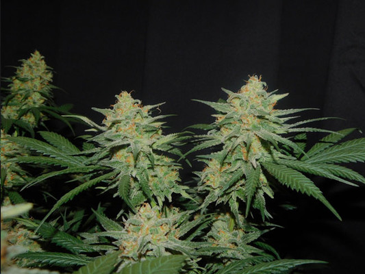 Lemon Power Haze (Zamnesia Seeds) feminizowane