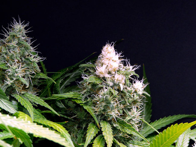 Lemon Power Haze (Zamnesia Seeds) feminizowane