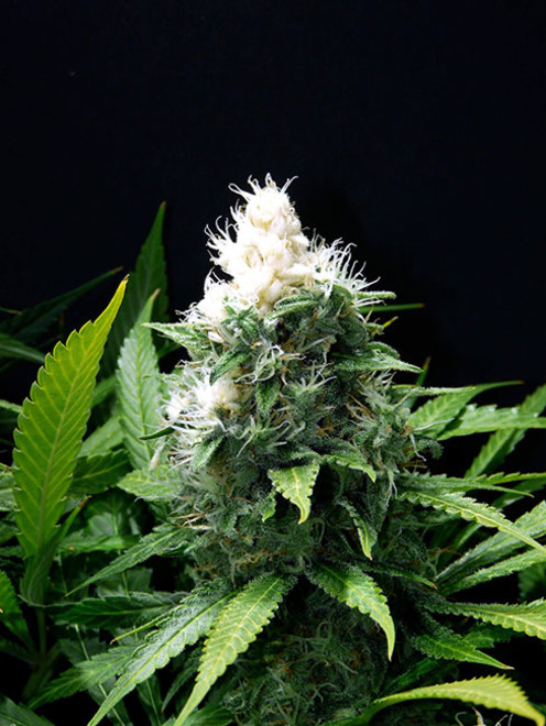 Lemon Power Haze (Zamnesia Seeds) feminizowane