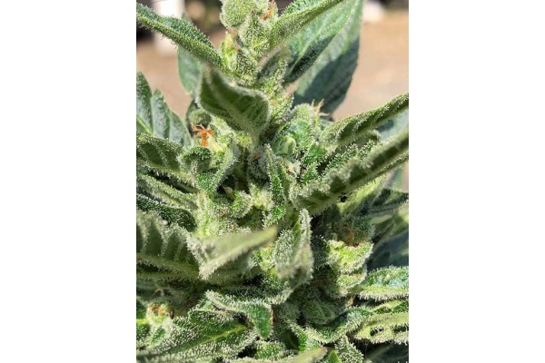 CBD Fix Automat (Zamnesia Seeds) Feminizowane CBD Fix Automat (Zamnesia Seeds) Feminizowane