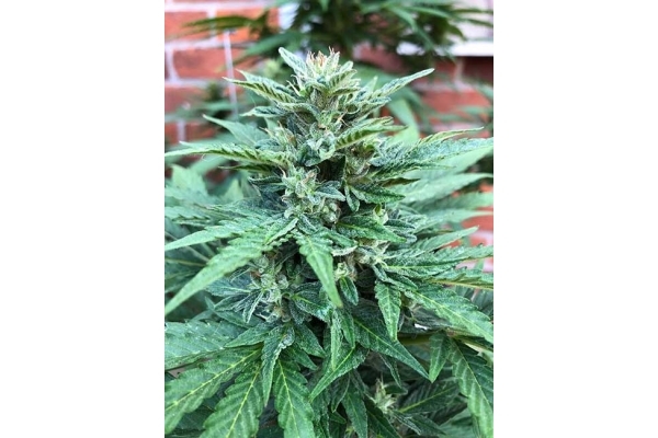 CBD Fix Automat (Zamnesia Seeds) Feminizowane CBD Fix Automat (Zamnesia Seeds) Feminizowane
