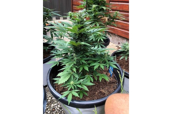 CBD Fix Automat (Zamnesia Seeds) Feminizowane CBD Fix Automat (Zamnesia Seeds) Feminizowane