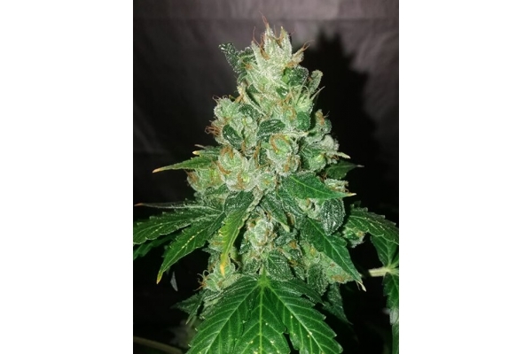 CBD Fix Automat (Zamnesia Seeds) Feminizowane CBD Fix Automat (Zamnesia Seeds) Feminizowane