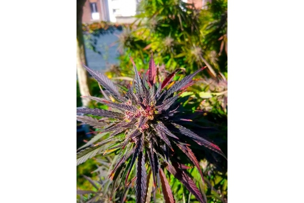 Blue Forest Berry (Growers Choice) nasiona marihuany feminizowane