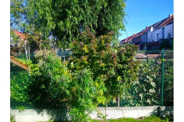 Blue Forest Berry (Growers Choice) nasiona marihuany feminizowane