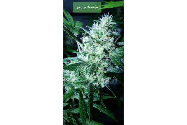 Bruce Banner 3 (Zamnesia Seeds) Nasiona marihuany feminizowane Bruce Banner 3 (Zamnesia Seeds) Nasiona marihuany feminizowane