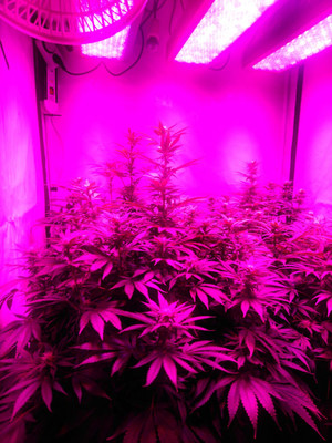 Bruce Banner 3 (Zamnesia Seeds) Nasiona marihuany feminizowane Bruce Banner 3 (Zamnesia Seeds) Nasiona marihuany feminizowane