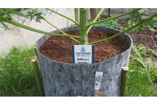 Kalini Asia (Zamnesia Seeds) Feminizowane Kalini Asia (Zamnesia Seeds) Feminizowane