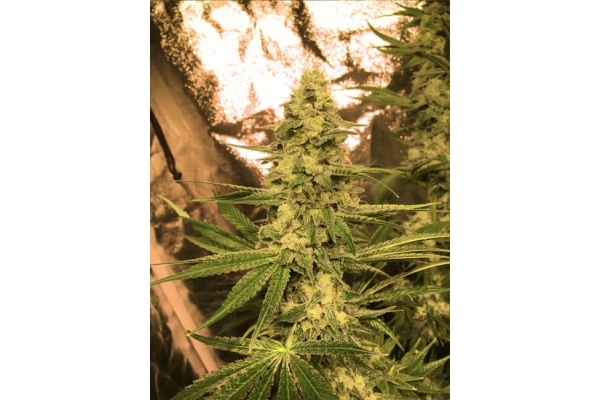 Larry Bird Kush (Zamnesia Seeds) feminizowane