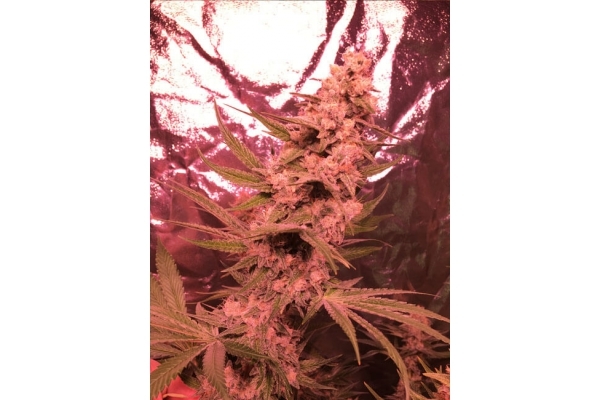 Larry Bird Kush (Zamnesia Seeds) feminizowane