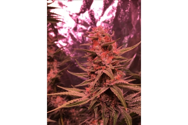 Larry Bird Kush (Zamnesia Seeds) feminizowane