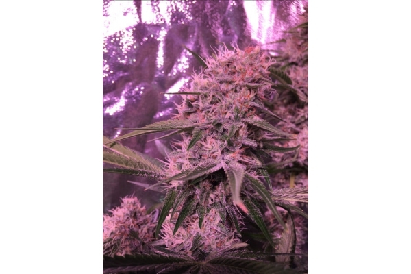 Larry Bird Kush (Zamnesia Seeds) feminizowane