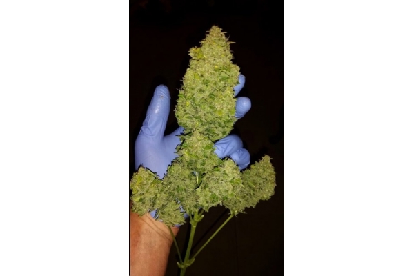 Larry Bird Kush (Zamnesia Seeds) feminizowane