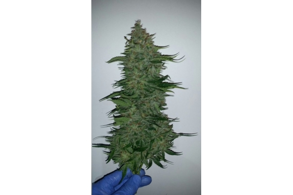 Larry Bird Kush (Zamnesia Seeds) feminizowane