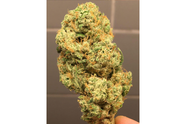 Larry Bird Kush (Zamnesia Seeds) feminizowane