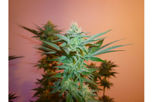 Larry Bird Kush (Zamnesia Seeds) feminizowane