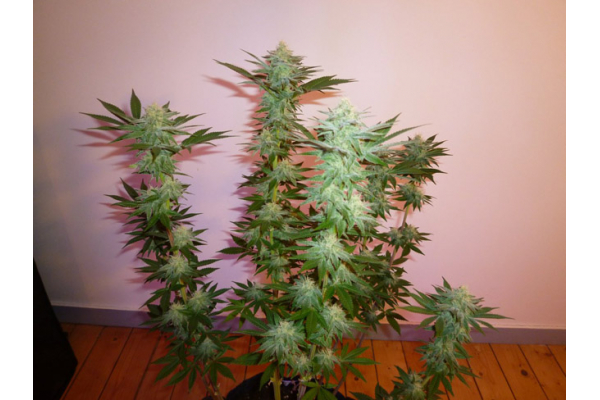 Larry Bird Kush (Zamnesia Seeds) feminizowane