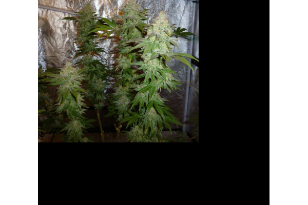 Larry Bird Kush (Zamnesia Seeds) feminizowane