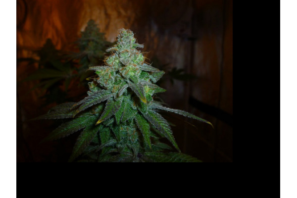 Larry Bird Kush (Zamnesia Seeds) feminizowane