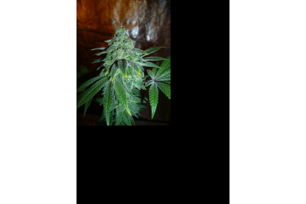 Larry Bird Kush (Zamnesia Seeds) feminizowane