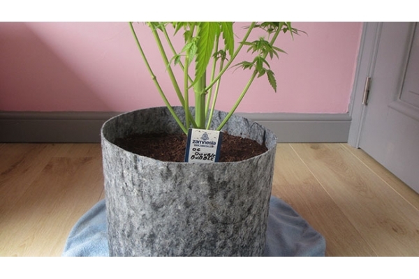 Sticky Beast (Zamnesia Seeds) feminizowane