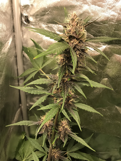 Auto Purple CousKush (Zamnesia Seeds) feminizowane