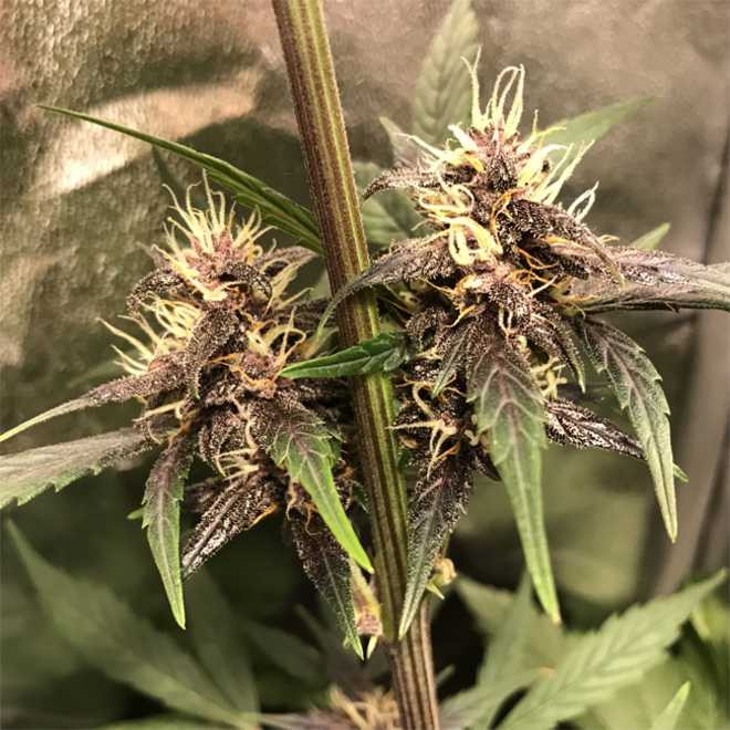 Auto Purple CousKush (Zamnesia Seeds) feminizowane