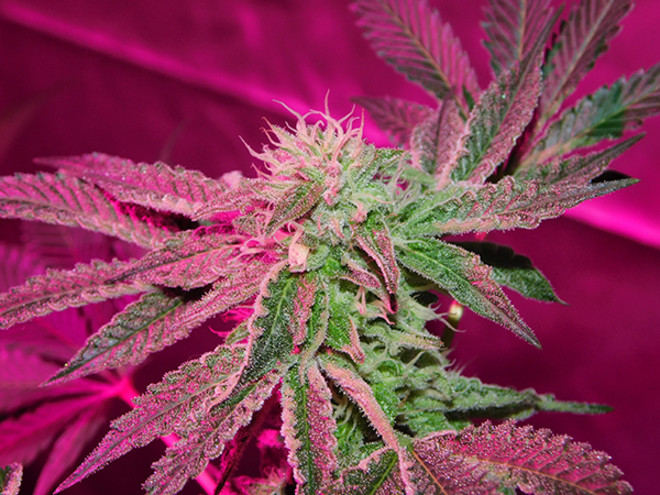 Gelato (Zamnesia Seeds) feminizowane