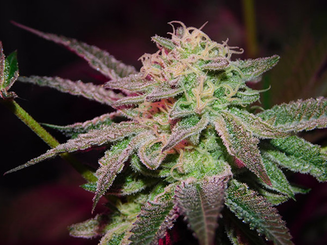 Gelato (Zamnesia Seeds) feminizowane