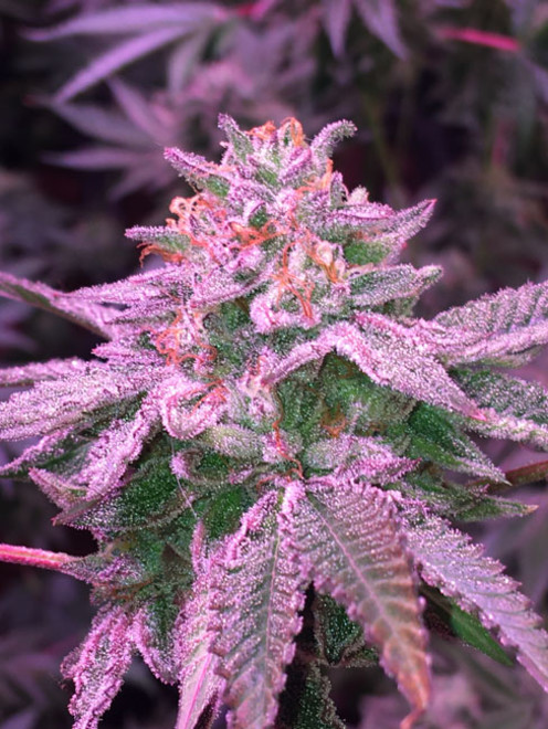 Gelato (Zamnesia Seeds) feminizowane