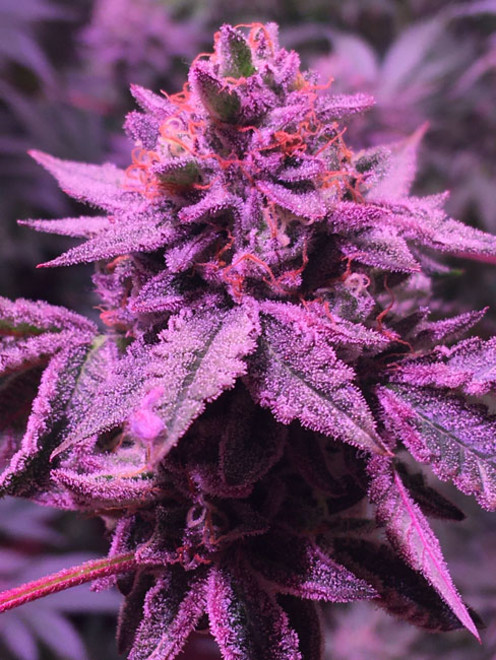 Gelato (Zamnesia Seeds) feminizowane