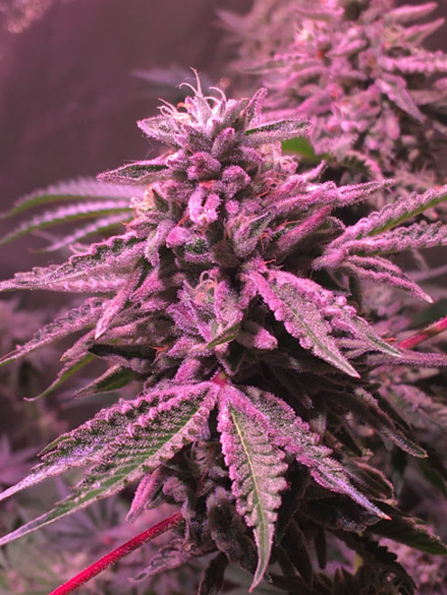 Gelato (Zamnesia Seeds) feminizowane