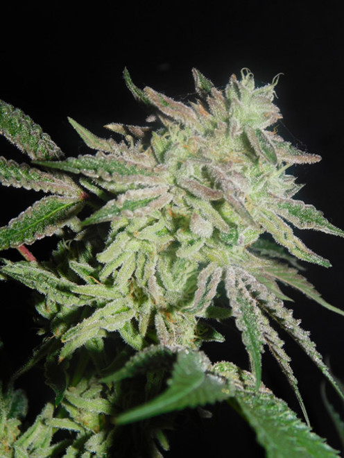 Gelato (Zamnesia Seeds) feminizowane