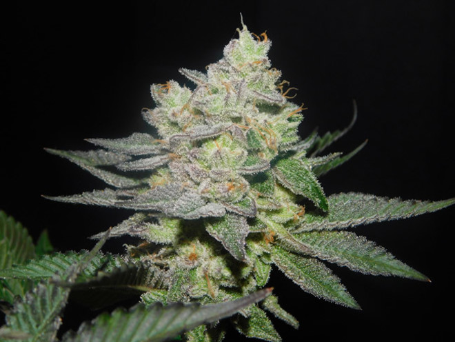 Gelato (Zamnesia Seeds) feminizowane